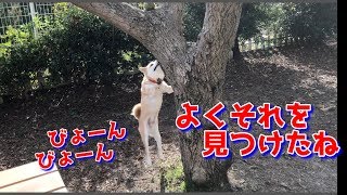 大好きなものを見つけた柴犬ハナの執念には誰もかなわない -- Shiba wants!.--