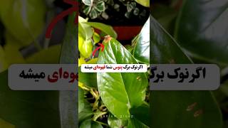 دو نوع لکه برگی که توی پتوس زیاد می‌بینید❌ درمان در کامنت پین شده #houseplants #گیاهان_آپارتمانی