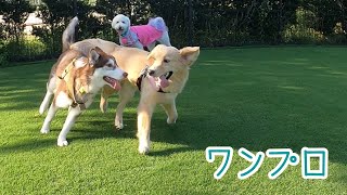 真夏のドッグランでワンプロはじめた子犬の結末が甘えんぼすぎる！【ゴールデンレトリバー子犬生後８か月】