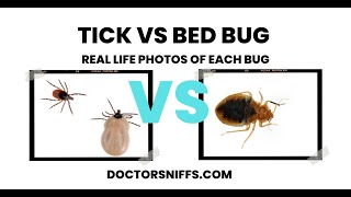 Tick vs Bed Bug: 7 Major Differences