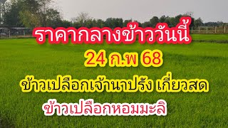 ราคากลางข้าววันนี้ 24 ก.พ. 68 ข้าวเปลือกเจ้านาปรังเกี่ยวสด ข้าวเปลือกหอมมะลิ แห้ง