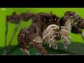 Spider With Three Super Powers  The Hunt  BBC Earth