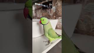 #parrot #birds #cute 🦜❤️