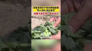 農戶院內種植罌粟！民警：罌粟不是花，種一株也違法！【真相記】