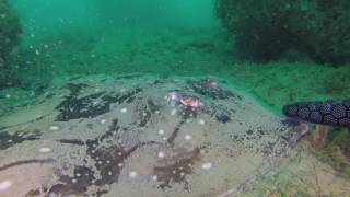 Undulate Ray, Golden Cap Boulder Field