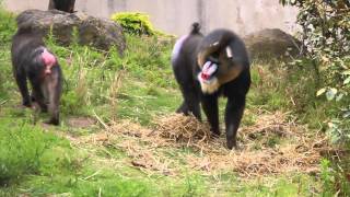 Mandrill  (Mandrillus sphinx)