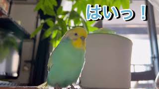 2025.1.11 はいっ！　【セキセイインコしんちゃんときょきょの暮らし】#お喋りインコ