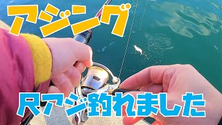 アジング。尺アジ釣れました。【茨城/釣り/日立港/久慈漁港/川尻漁港】