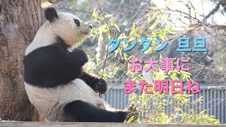 【タンタンTanTan旦旦お大事に🙏❤️また明日ね】＃タンタン #旦旦 #TanTan #王子動物園 #爽爽 #パンダ #panda #大熊猫