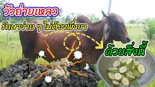 วัวถ่ายเหลว รักษาง่าย ๆ โดยไม่ต้องพึ่งยา #ตรี #คนรักวัว #คนเลี้ยงวัว #cow