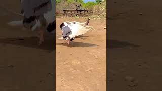 পল্টিমার কবুতর। paltimar pigeon gulatimar kabutar #pigeon #youtubeshorts