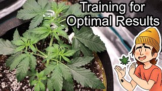 Growing Autoflowers | Ep. 9 (Training & Trimming)