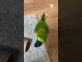 めっちゃ感情が伝わってくるw｜peco ゴシキセイガイインコ オウム 鳥 鳥のいる暮らし rainbowlorikeet parrot bird birdlover