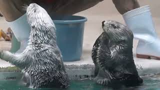 鳥羽水族館 ラッコ メイちゃんソロに乱入するキラちゃん「おやつゲットよ！」