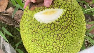 Harvest Thai jackfruit against the season