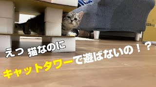 キャットタワーをプレゼントしたら反応が予想と違う😢😢立ち耳スコティッシュフォールド。子猫お迎えからの日記。