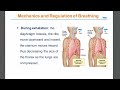 សញ្ញាជីវិត ចង្វាក់ដង្ហើម ​ vital sign respiratory rate