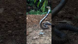 Indian cobra: danger or beauty? #reels #cobrasnake #snakesaver #cobrarescue #shorts #animals