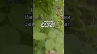 Pohon Segudang manfaat, baik daun maupun bunganya. #herbal #tehtelang #masakanaceh #idejualan