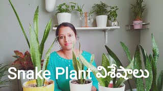 Snake Plant care and propagation#Snakeplant/#Sansevieria#indoorplants#Groplants