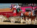 meet the budweiser clydesdales