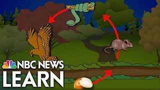 Organisms in Ecosystems