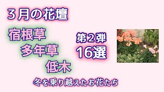 【3月下旬の宿根草・多年草・低木 16連発】第２弾 過酷な冬を乗り越えた植物たち