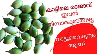 കാട്ടിലെ രാജാവാണ് കാട്ടുപടവലം | Reji Arikkandam |