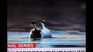 Patagonia Hooded Grebe Courtship Dance in water On The Edge Of The World