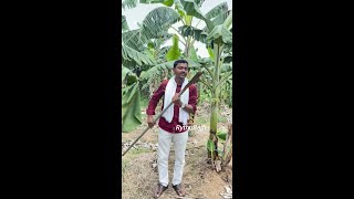 Banana Extra Saplings Removing | తొగాలి | #RythuBadi | #Shorts