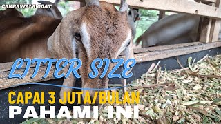 BREEDING KAMBING SUKSES WAJIB PAHAM ILMUNYA !!!