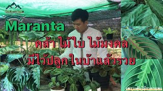 รวมคล้ามาแรนทา มากที่สุดในประเทศไทย  Prayer plant EP 2. Maranta Red/Black/Lemon Lime/Silver Band