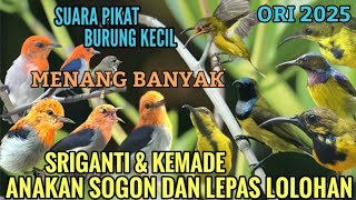 SUARA PIKAT BURUNG KECIL SOGOK ONTONG KOMBINASI KEMADE/CABE\