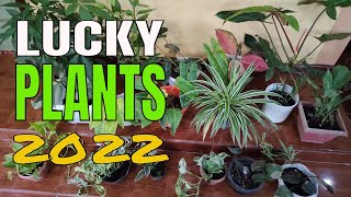 9 LUCKY PLANTS FOR 2022 | FENG SHUI PLANTS FOR YEAR 2022 - PAMPASWERTENG HALAMAN SA BAHAY