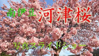 南伊豆 河津桜スライドショー☆【全113ｶｯﾄ】Cherry blossom photos slideshow☆「桜」BGM:ヒーリング曲使用