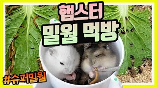 [혐오주의]밀웜 VS 슈퍼밀웜 / 햄스터 밀웜 먹방/햄스터 키우기