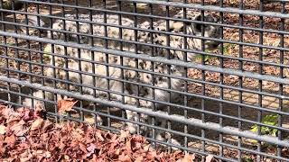 ユキヒョウのリーベさん♪ 浜松市動物園にて　2025年2月8日