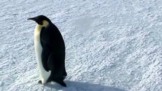 Penguin Walking on Ice | Penguin in Antarctica | Penguin Noises | Fat Penguin Walking