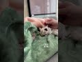 아기슈가글라이더 먹방🐿️ daily sugarglider sugargliderlover cute cuteanimals animals pets