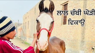 ਲਾਲ ਚੰਬੀ ਘੋੜੀ ਵਿਕਾਉ। ਮੋਬਾਇਲ ਨੰ 8847079673