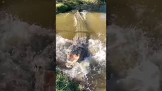 ഭീമൻ മുതല😮😮🐊🐊#forest crocodile #big #attack.#nature #new #shorts #shorts #short #trending