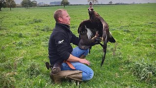 Golden Eagle | Training