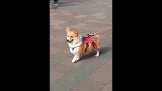 失礼なオジイを成敗しに行く犬! #コーギー #corgi