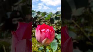 nelum flowers  🌼❤️#shortvideo #nature #flowers