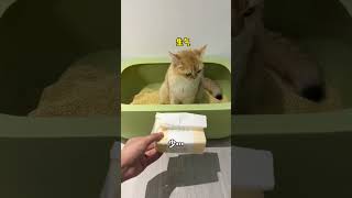 【牛奶是只猫】小猫咪对不起了……我也没想到结尾竟然是……哈哈哈哈