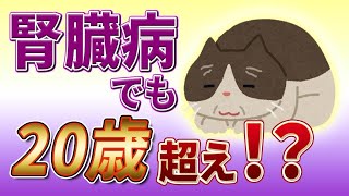 【最新】腎臓病の猫でも20歳超えの方法を獣医が紹介