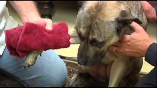 Pet Connection Extra 2 - Control External Bleeding