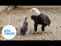 Bald eagle caring for rock as an egg becomes parent to orphaned eaglet | USA TODAY