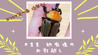 #11【ヨツボシヒナカブト】幼虫達のお引越し