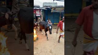 গরু guru cow goru amba hamba cow videos gorur video guru guru goro guru tiktok গরুর ভিডিও golu#viral